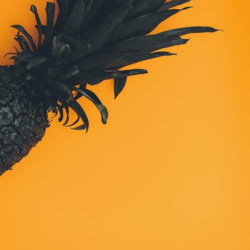 scott webb photography pineapple on orange background london